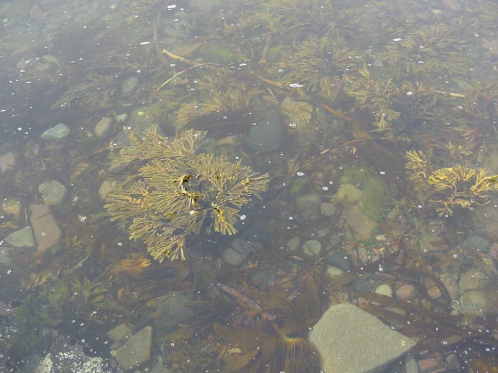 Photo: Seaweed