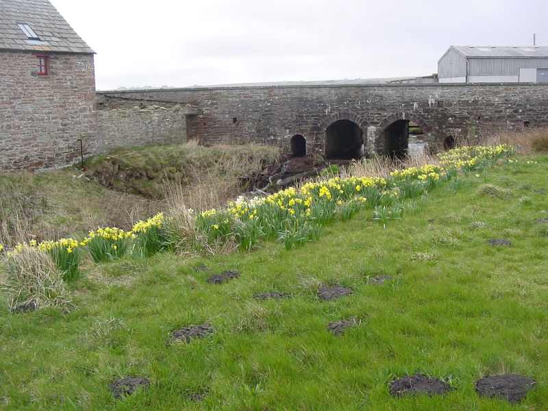 Photo: John O'Groats Mill Daffodils