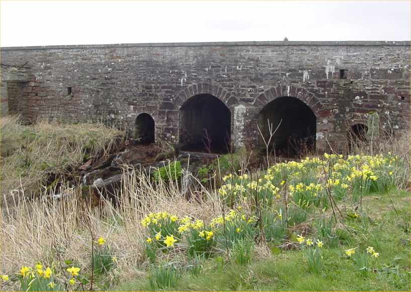 Photo: John O'Groats Mill Daffodils