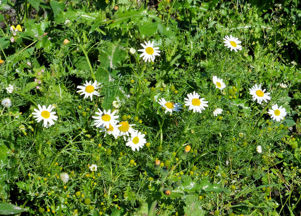 Photo: Daisies, March Road