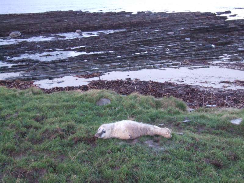 Photo: Ackergill - The Seal And The Sunset