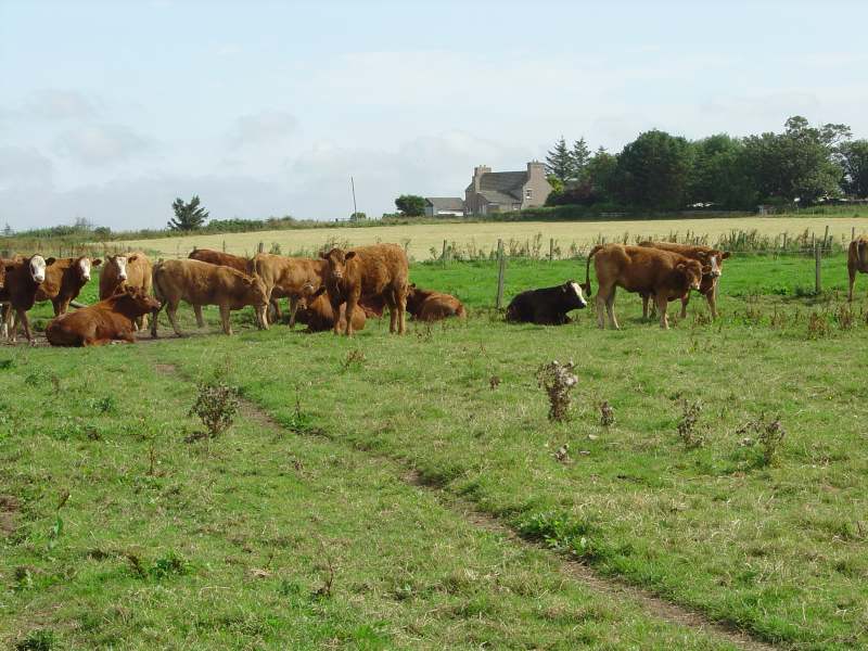 Photo: Cattle At Bower