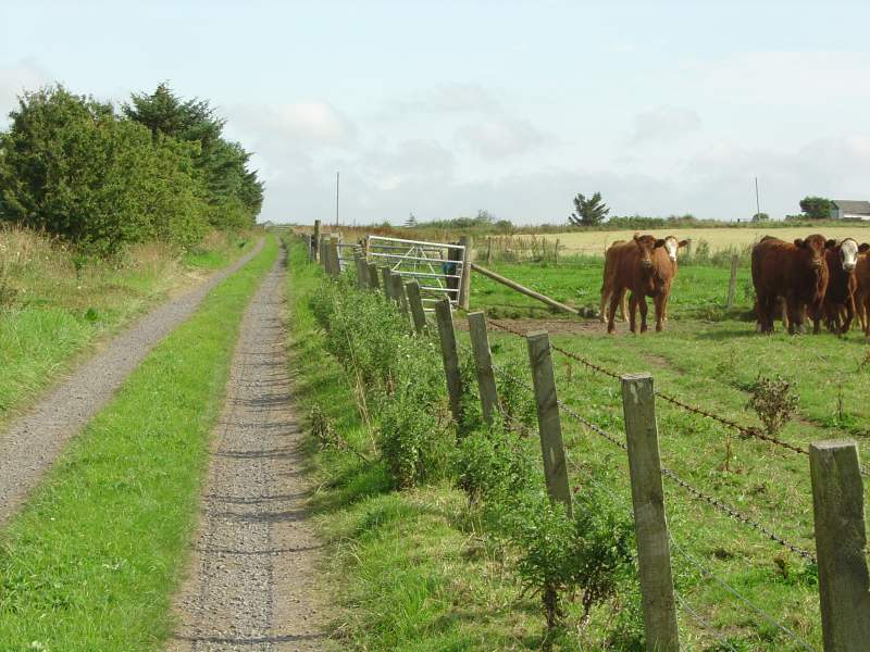 Photo: A Farm Road, Bower