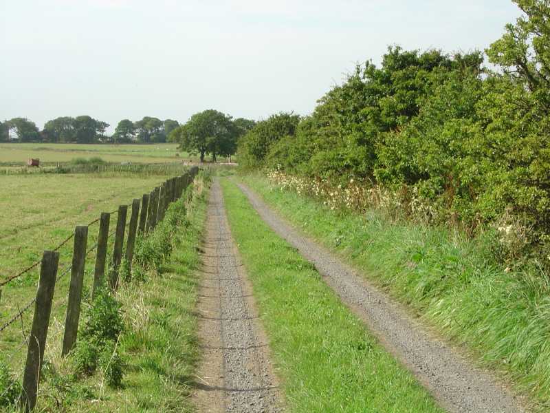 Photo: A Farm Road, Bower