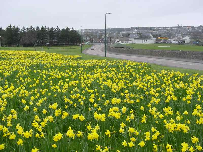 Photo: Thurso Daffodils