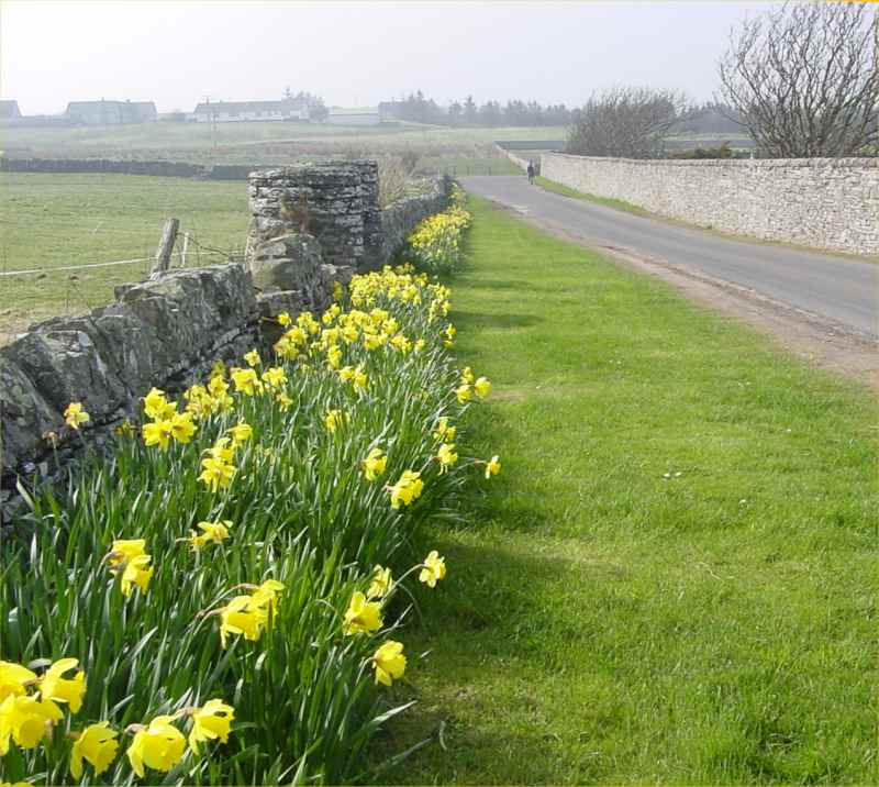 Photo: Back Road Wick Cemetery