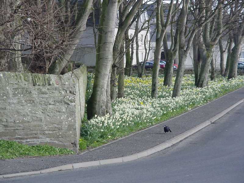 Photo: Daffodils In Wick 2003