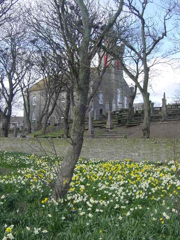Photo: Daffodils In Wick 2003