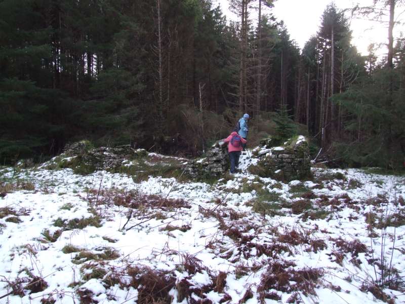 Photo: Golsary - Rumster Forest 21 January 2007