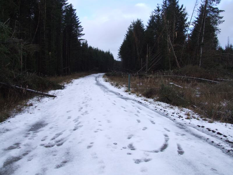 Photo: Caithness Field  Club - Rumster Forest 21 January 2007