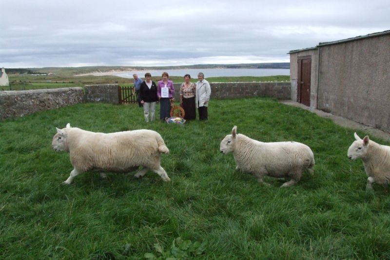 Photo: The Sheep At Dunnet