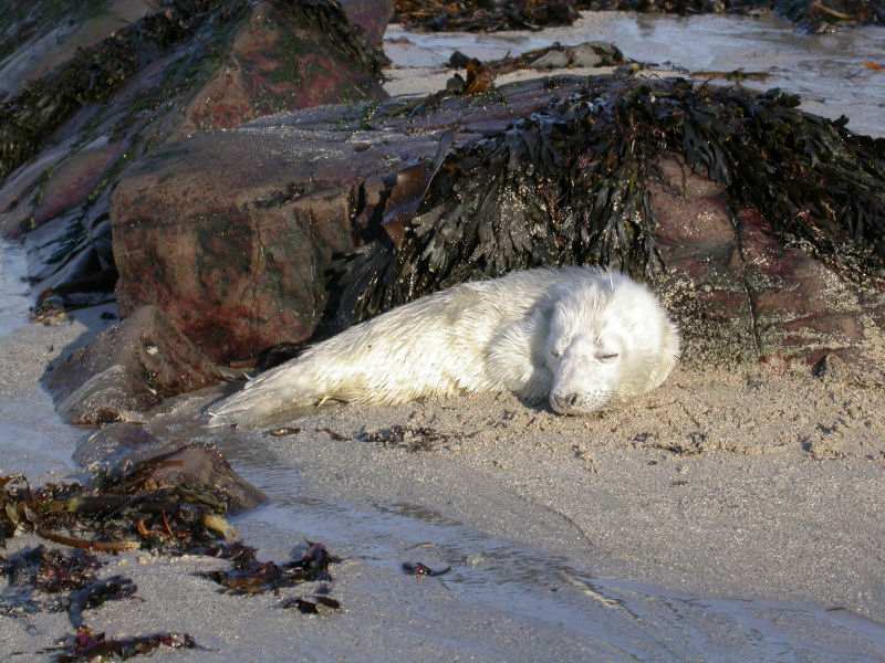 Photo: A Grey Seal Pup