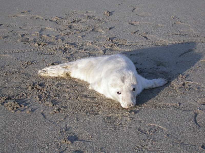Photo: A Grey Seal Pup