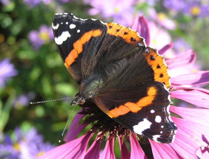 Photo: Bumper Year For Butterflies, Bees & Bugs in Caithness