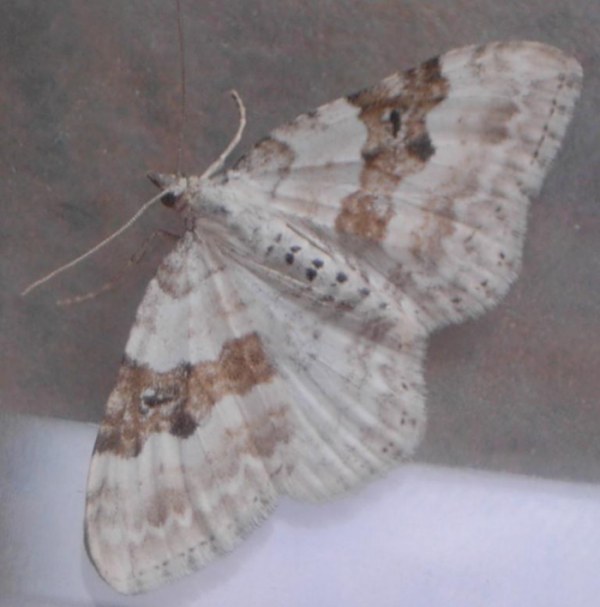 Photo: Mystery Moth In Caithness - Does Anyone Know The Name