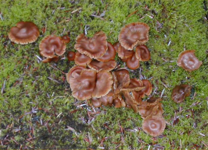 Photo: Fungi At Wester In Caithness