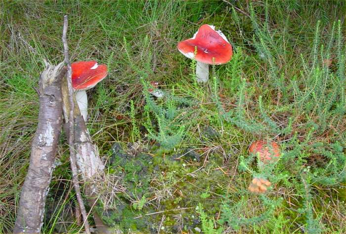 Photo: Fungi At Rumster Forest In Caithness