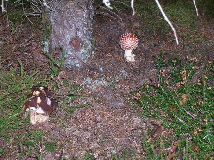 Photo: Fungi At Dunbeath Strath In Caithness