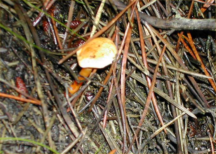 Photo: Fungi At Hastigrow In Caithness