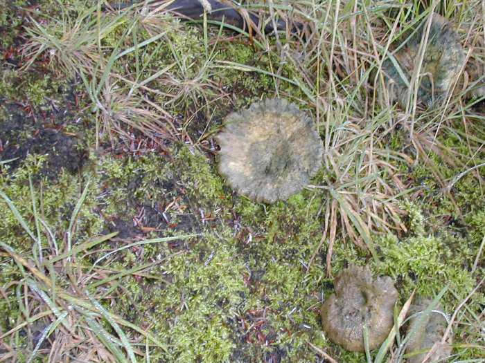 Photo: Fungi At Hastigrow In Caithness