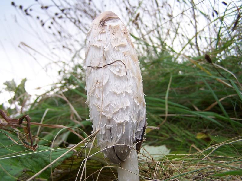 Photo: Fungi At Hill Of Forss In Caithness