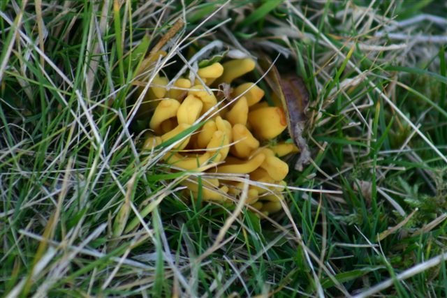 Photo: Fungi At Dunbeath and Latheron In Caithness
