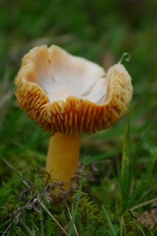 Photo: Fungi At Dunbeath and Latheron In Caithness