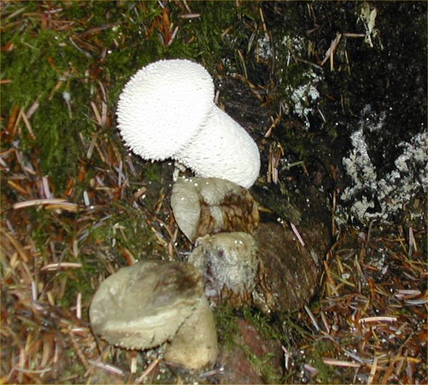 Photo: Fungi In Caithness