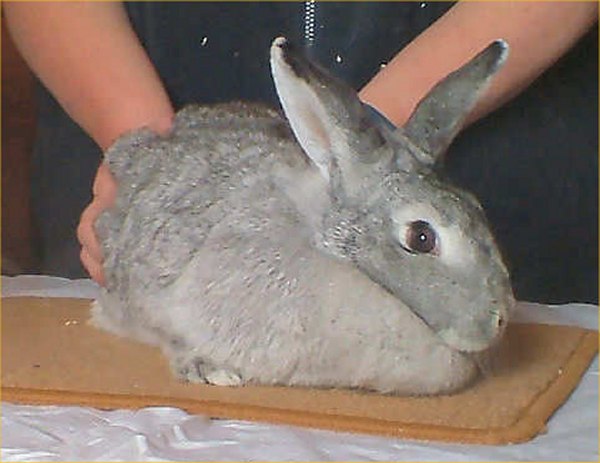 Photo: First Rabbit Show Of Caithness Rabbit Fanciers Association