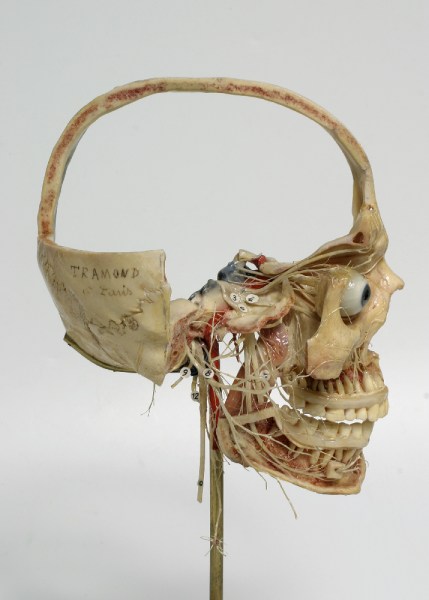 Photo: Model Of Half Dissected Human Skull c1900 Mson Tramond of Paris