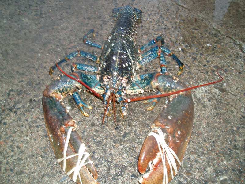 Photo: Big Lobster Landed At Lybster - 9lb 2oz