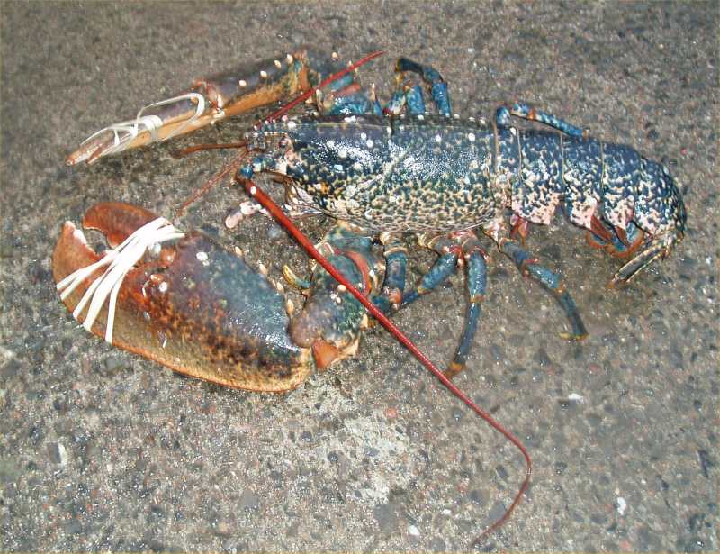 Photo: Big Lobster Landed At Lybster - 9lb 2oz