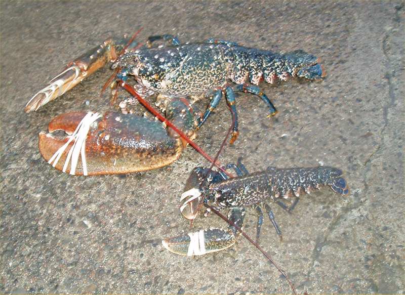 Photo: Big Lobster Stiing Beside a Normal Size Caught At Lybster