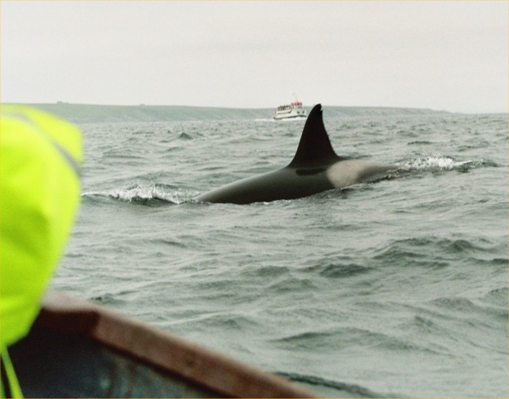 Photo: Close Encounter With Killer Whales In The Pentland Firth
