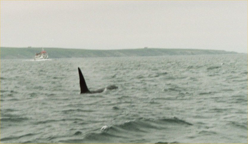 Photo: Close Encounter With Killer Whales In The Pentland Firth