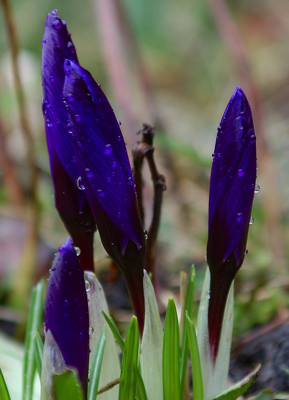 Photo: Blue Flower From Caithness Featured On Breakfast TV