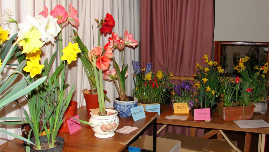 Photo: Mey And District Gardening Club Bulb Show 2007