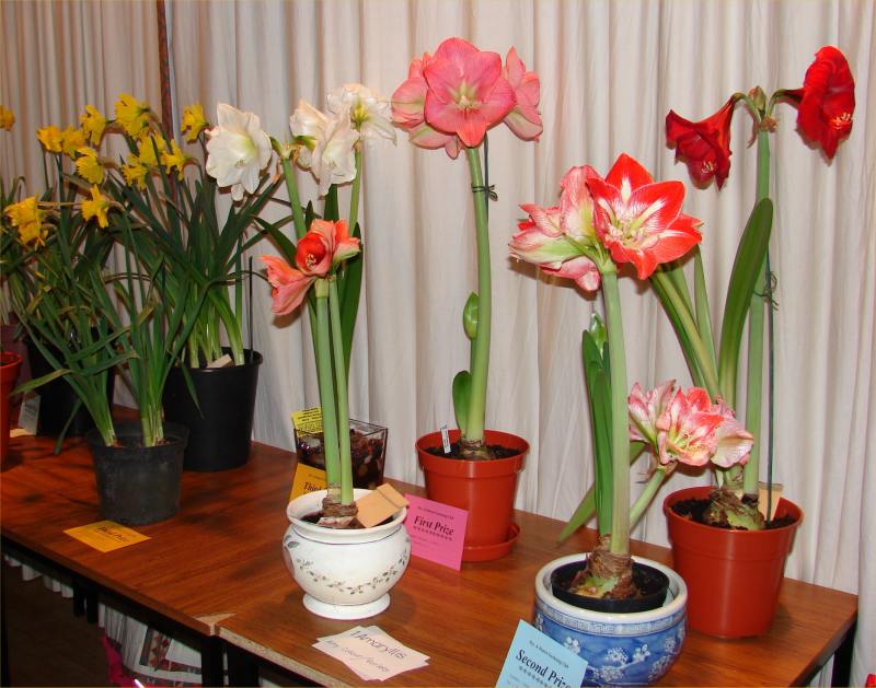 Photo: Mey And District Gardening Club Bulb Show 2007