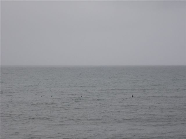 Photo: Killer whales Arrived In Sinclair Bay - 29 May 2007
