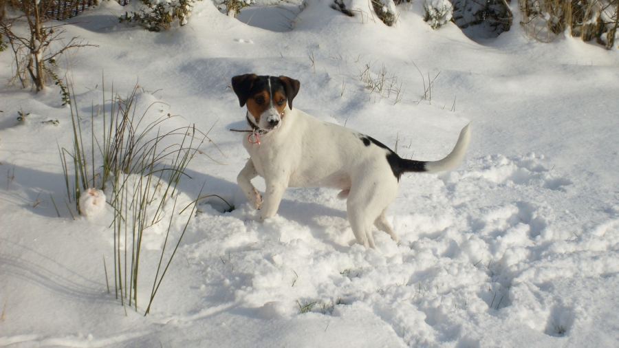Photo: Benji's First Experience Of Snow