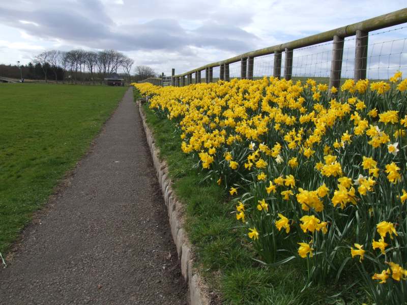 Photo: Daffodils In Wick