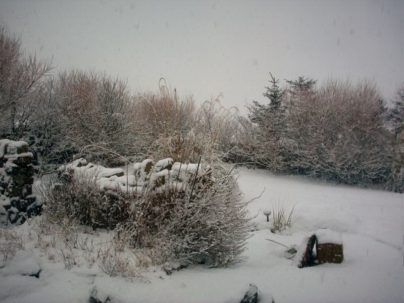 Photo: A Garden At March Road, Wick - 10 February 2009