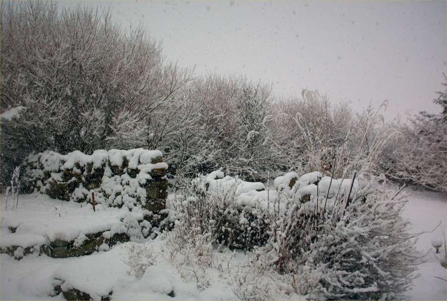 Photo: A Garden At March Road, Wick - 10 February 2009