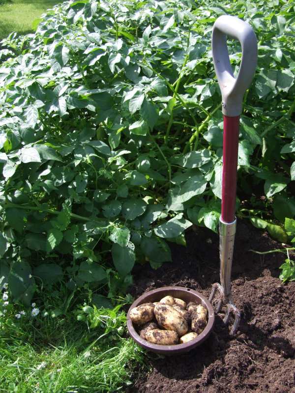 Photo: Charlotte Early Potatoes - Good Crop Saving Cash