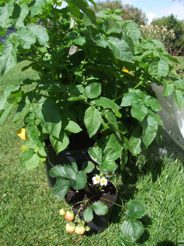 Photo: Spuds and Strawbs Grown In Pots Makes for Good Crops and Even More Savings