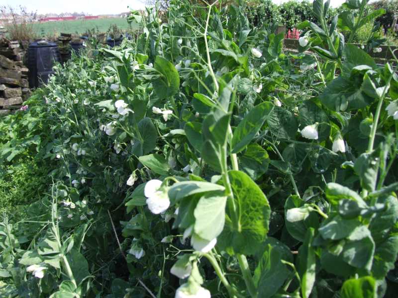 Photo: The Peas Will Soon Be Ready - and Lots of them Fresh In the Pods