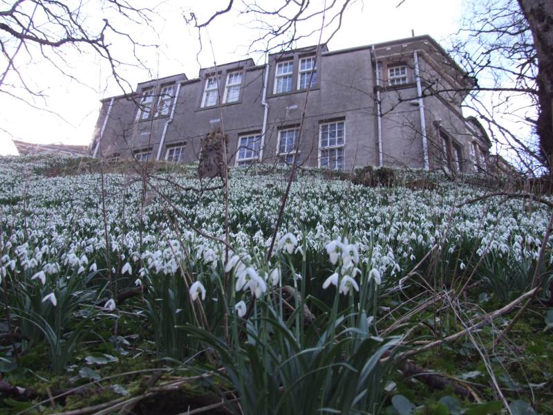 Photo: Springtime Snowdrops At Academy Braes, Wick