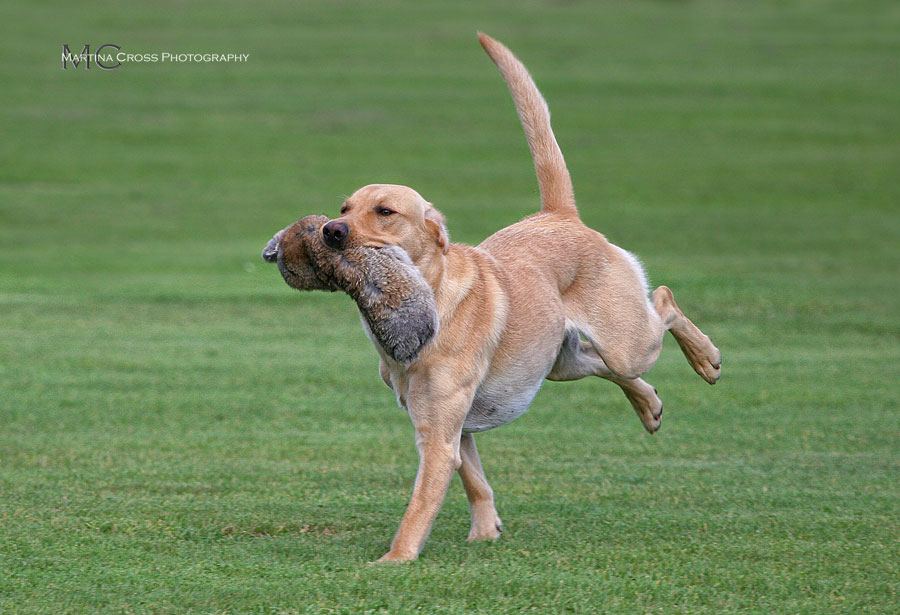 Photo: Labrador Retriever Rescue Fun Day