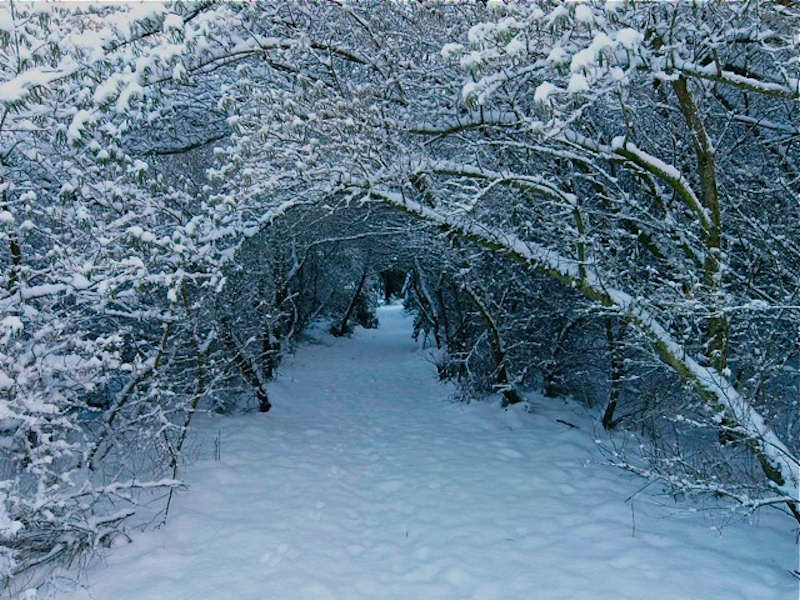Photo: Narnia In Dunnet Forest