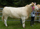 Bower Gala 2011 - Winner of The Cattle section